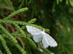 Hydrelia albifera