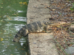 Varanus salvator