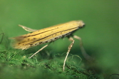 Aspilapteryx tringipennella
