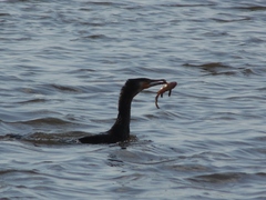 Phalacrocorax carbo
