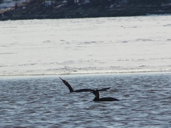 Phalacrocorax carbo