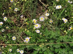 Astranthium ciliatum