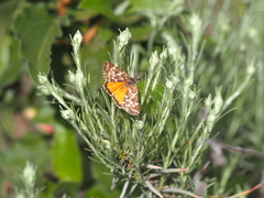 Athroolopha pennigeraria