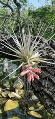 Tillandsia gardneri
