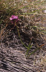 Thereianthus minutus
