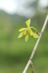 Orleanesia pleurostachys