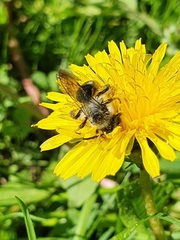 Andrena cineraria