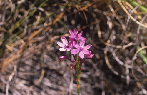 Image of Thereianthus minutus by (c) Tom Lloyd Evans, some rights reserved (CC BY-SA)