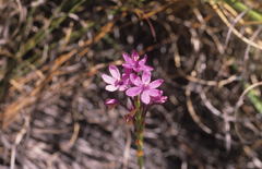 Thereianthus minutus