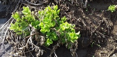 Sedum ebracteatum