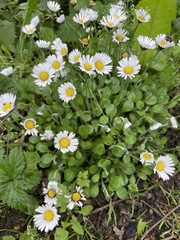 Bellis perennis