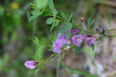 Chamaecytisus purpureus