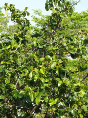 Artocarpus lacucha