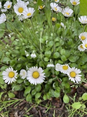 Bellis perennis