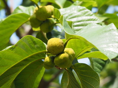 Artocarpus lacucha