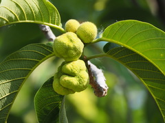 Artocarpus lacucha