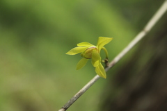 Orleanesia pleurostachys