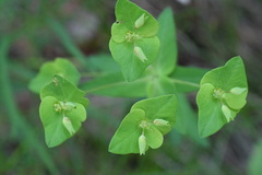 Euphorbia variabilis
