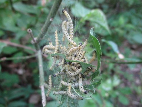 Spindle Ermine Moth photo 4