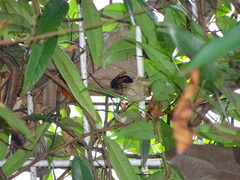 Delta pyriforme circinale