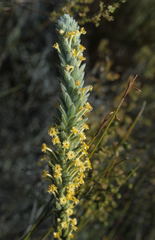 Struthiola mundii