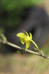 Orleanesia pleurostachys