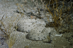 Crotalus cerastes laterorepens