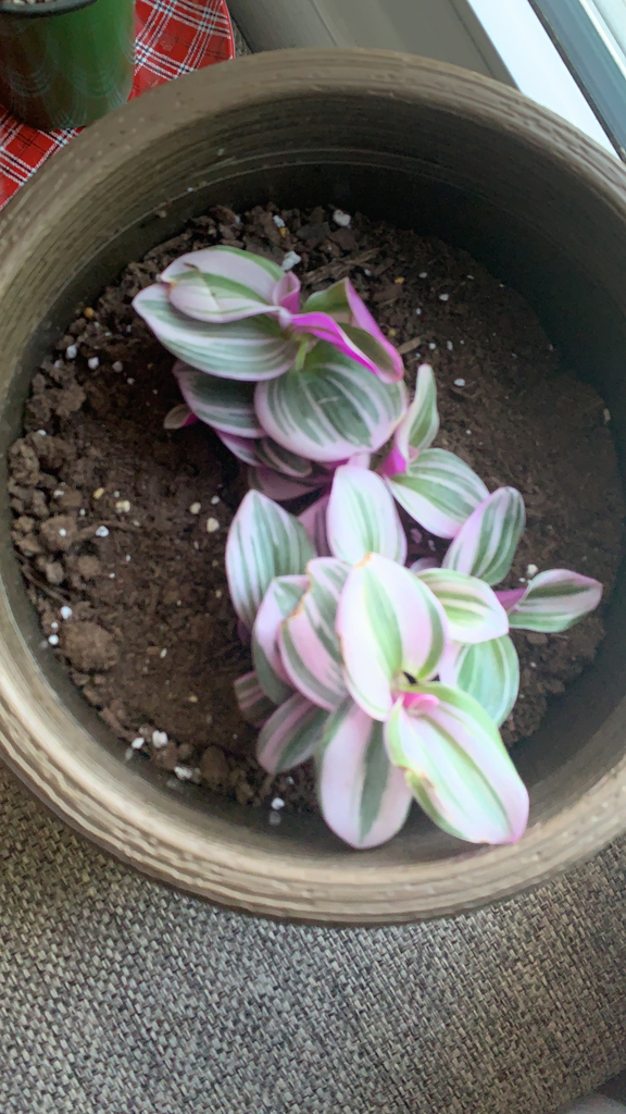Variegated pink Tradescantia cutting growing in a pot