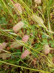 Trifolium incarnatum molinerii