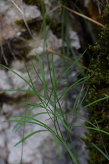 Laserpitium peucedanoides
