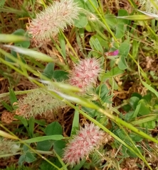 Trifolium incarnatum molinerii