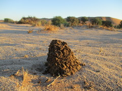 Psammotermes allocerus