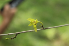 Orleanesia pleurostachys