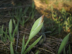 Iris arenaria