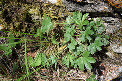 Potentilla caulescens