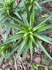 Lilium philadelphicum