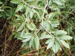 Neopringlea integrifolia