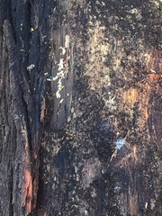 Crematogaster minutissima