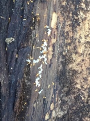 Crematogaster minutissima