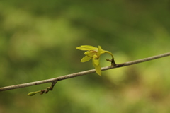 Orleanesia pleurostachys