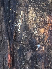 Crematogaster minutissima