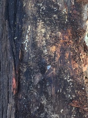 Crematogaster minutissima