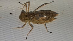 Pantala