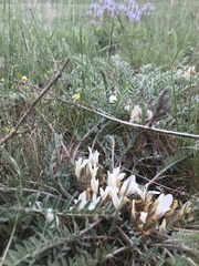 Astragalus dolichophyllus