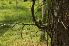 Orleanesia pleurostachys