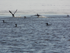 Phalacrocorax carbo