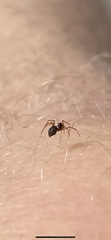 Araneoidea
