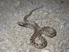 Hypsiglena ochrorhynchus klauberi