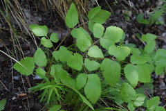Peucedanum verticillare