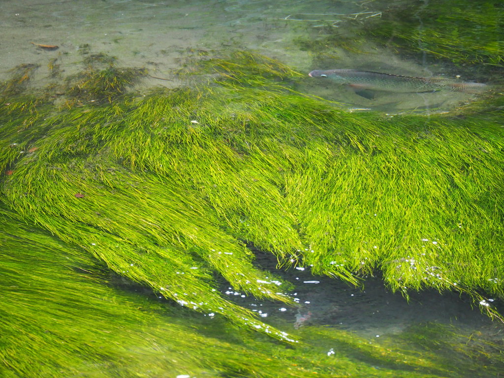 Fennelleaf Pondweed (Lamoka and Lakes Aquatic Plants) · iNaturalist
